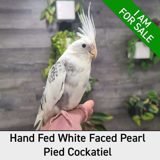 Hand Fed Cockatiel White Faced/Mutation - Nymphicus hollandicus
