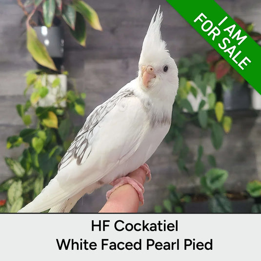 Hand Fed Cockatiel White Faced / Mutation - Nymphicus hollandicus