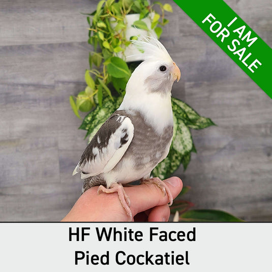 Hand Fed Cockatiel White Faced/Mutation - Nymphicus hollandicus