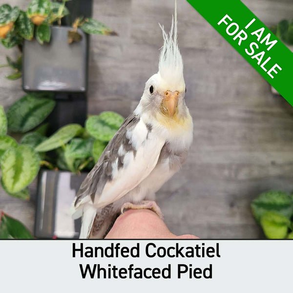 #Mutation_White Faced Pied