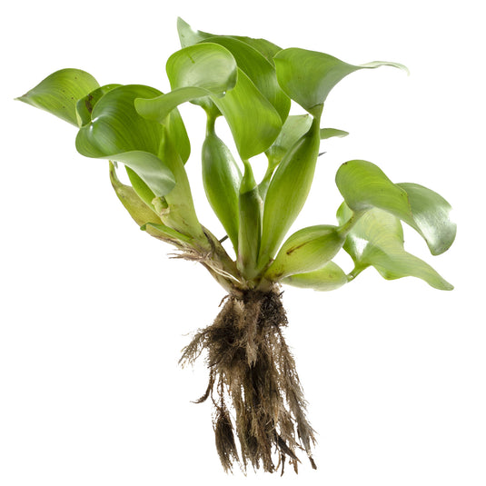Bulk Water Hyacinth