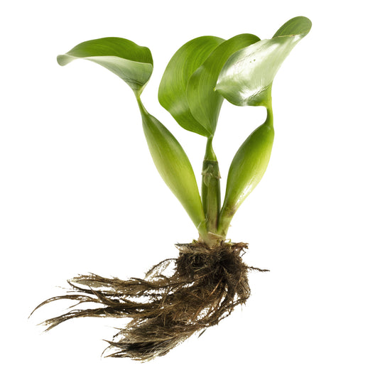 Bulk Water Hyacinth