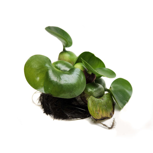 Water Hyacinth with Water Lettuce Combos