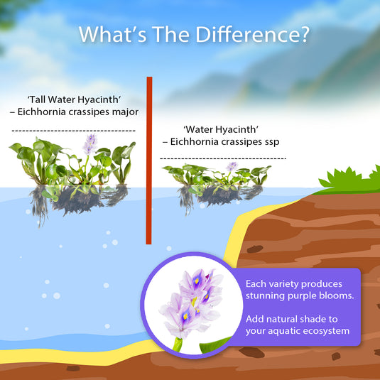 Water Hyacinth with Water Lettuce Combos