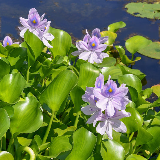 Water Hyacinth with Water Lettuce Combos