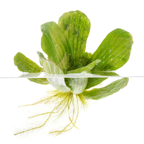 Water Lettuce - Singles | Pistia stratiotes
