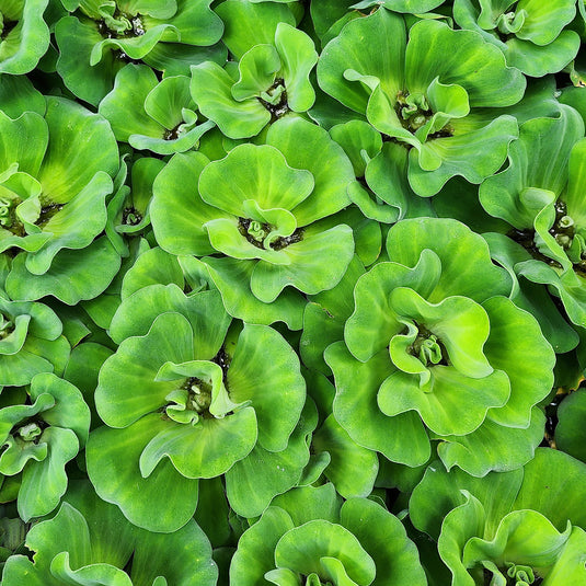 Water Hyacinth with Water Lettuce Combos