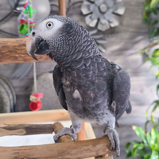 African Grey