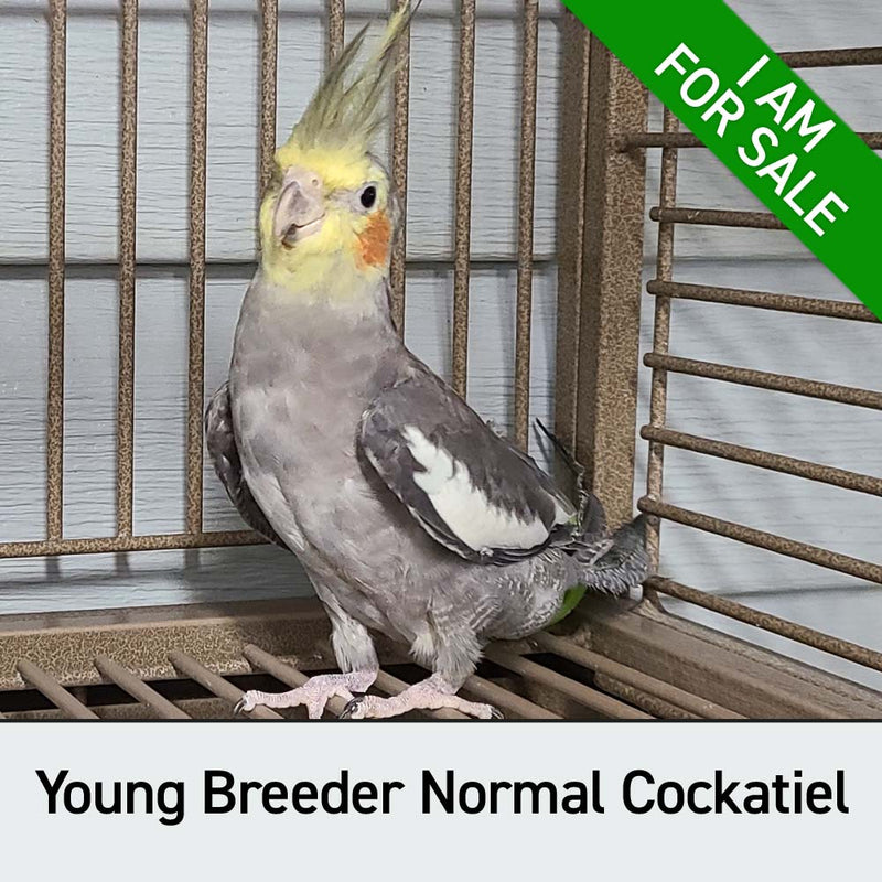Cage Bird Cockatiels - Nymphicus hollandicus