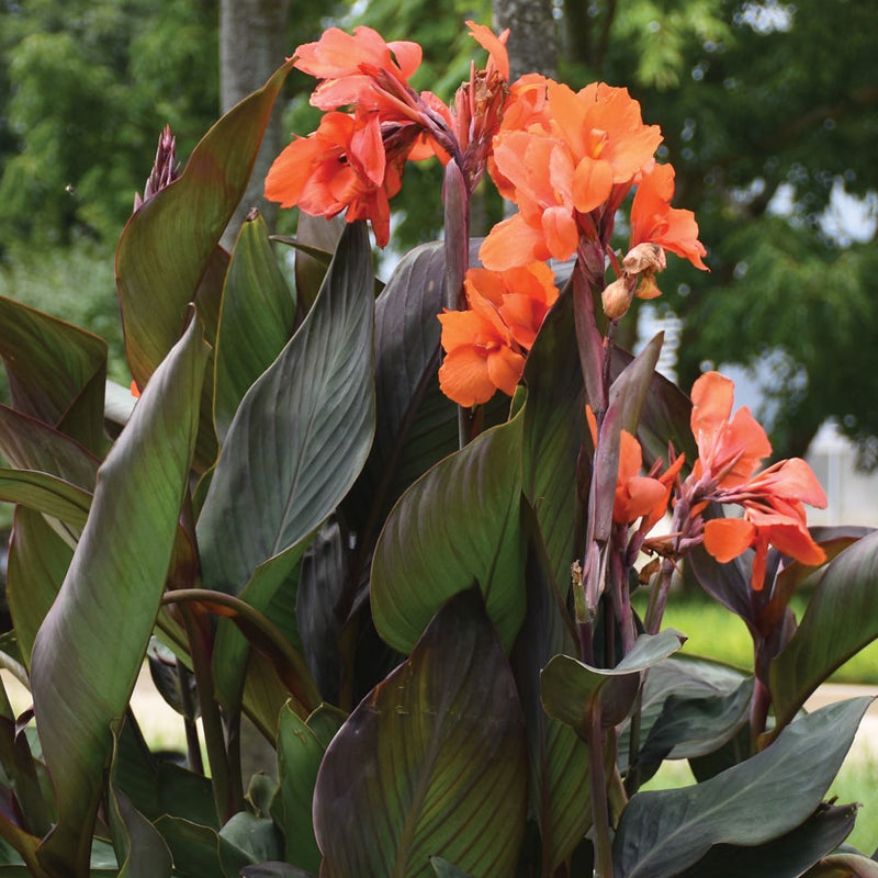 Cannova 'Bronze Orange' | Canna Lily | Tropical Plant
