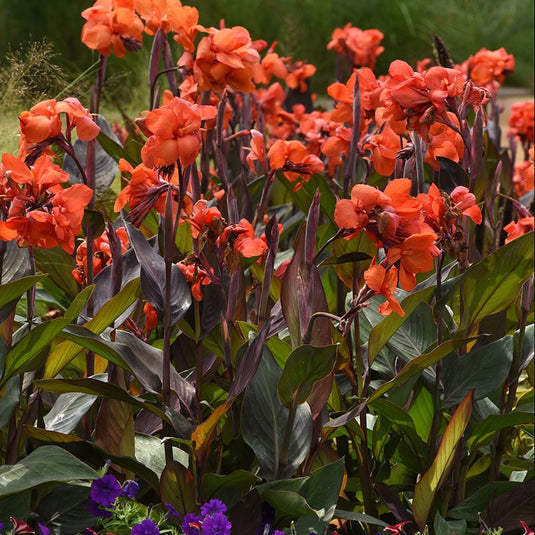 Cannova 'Bronze Orange' | Canna Lily | Tropical Plant