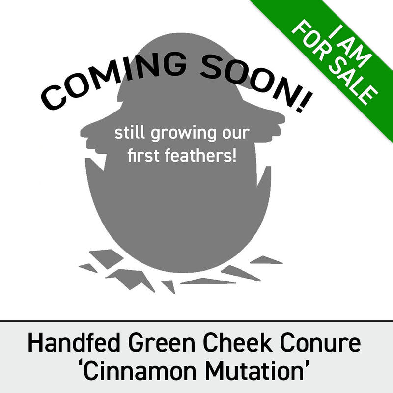 #Mutation_Cinnamon
