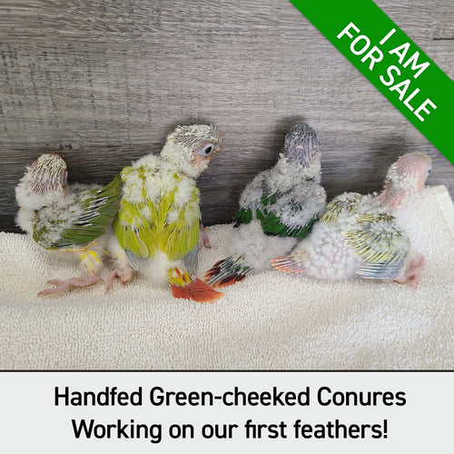 Hand Fed Green Cheeked Conure / Mutation - Pyrrhura molinae