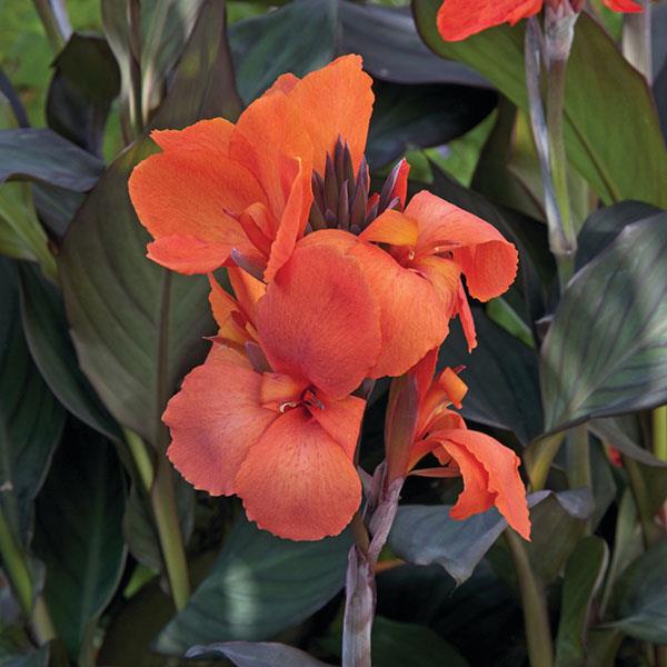 Cannova 'Bronze Orange' | Canna Lily | Tropical Plant
