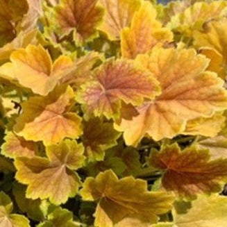 Northern Exposure Sienna | Coral Bells 3/4 Gal
