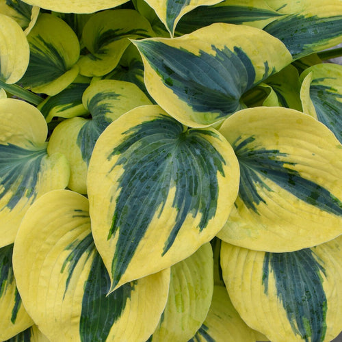 Shadowland Autumn Frost | Novelty Hosta 1 Gal