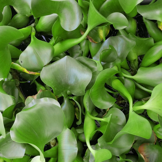 Water Hyacinth with Water Lettuce Combos