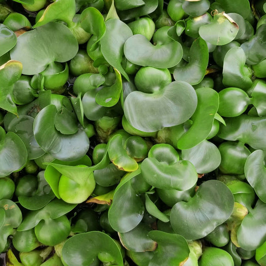 Water Hyacinth with Water Lettuce Combos