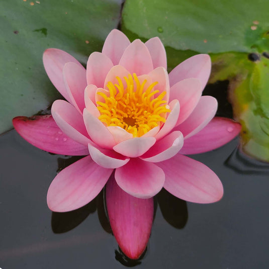 Hollandia | Nymphaea | Water Lily