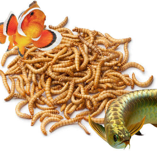 Live Mealworms for Aquarium Fish