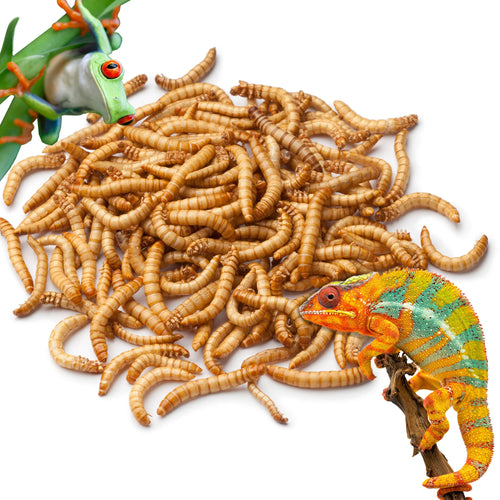 Live Mealworms for Reptiles - Tenebrio molitor