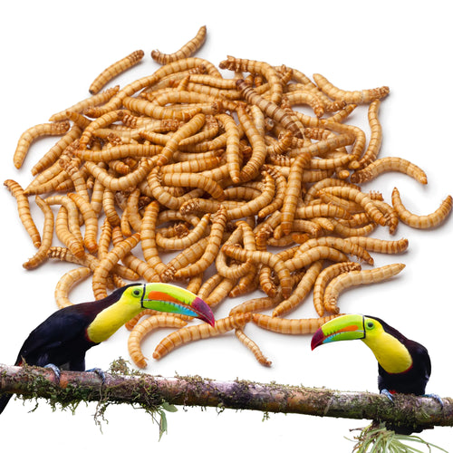 Live Mealworms for Softbills
