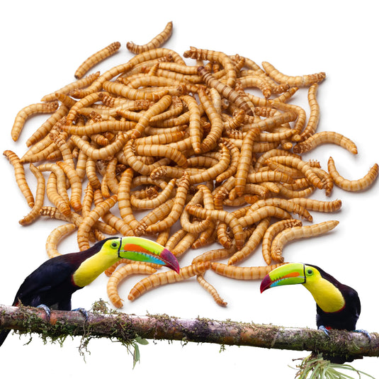 Live Mealworms for Softbills