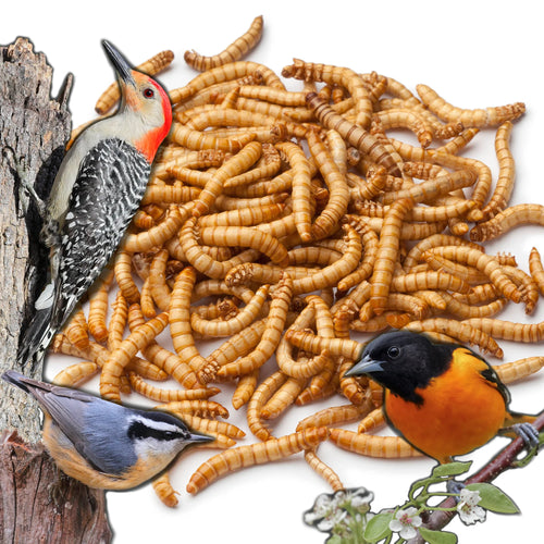 Live Mealworms for Wild Birds