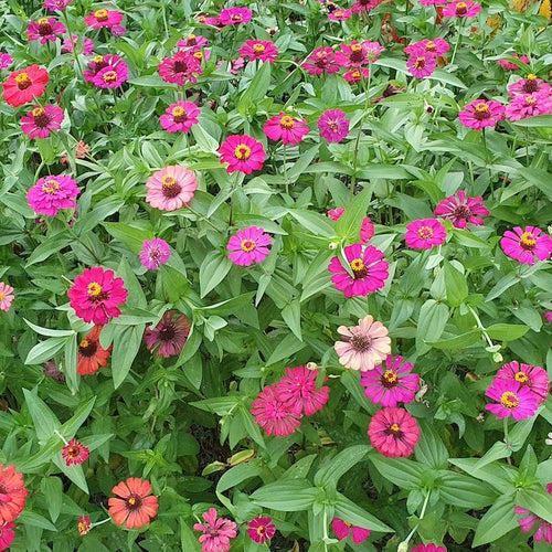Profusion Mix Zinnia Flower | Annual