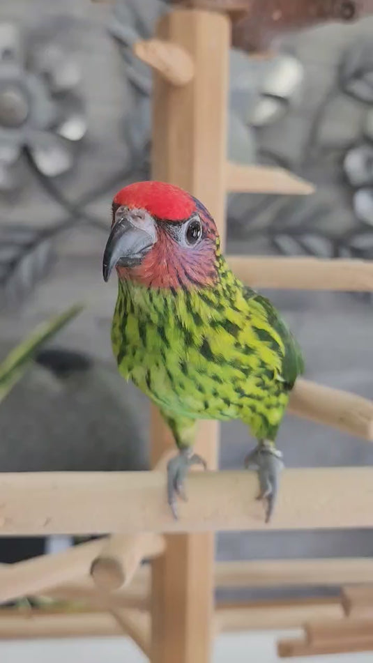 Hand Fed Goldie's Lorikeet - Psitteuteles goldiei