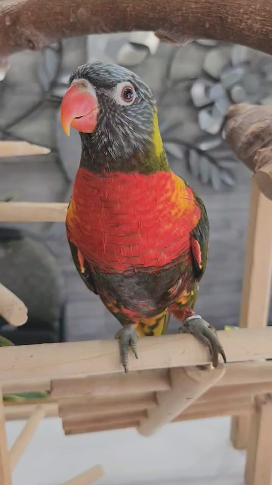 Hand Fed Swainson's Rainbow Lorikeet - Trichoglossus moluccanus