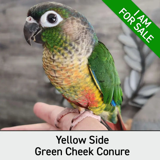 Hand Fed Green Cheeked Conure / Mutation - Pyrrhura molinae