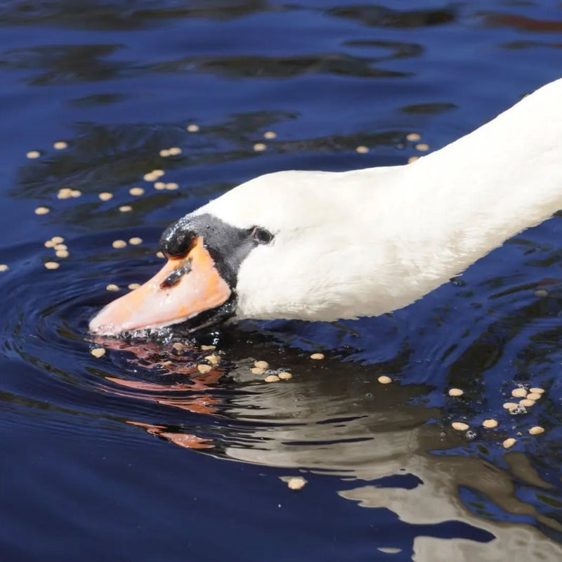 Load image into Gallery viewer, Swan swimming in water with ripples.
