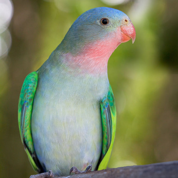 Princess of Wales Parakeet - Exotic Wings and Pet Things #Mutation_Normal