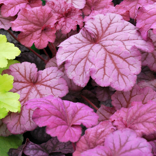 Berry Smoothie | Coral Bells 1 Gal