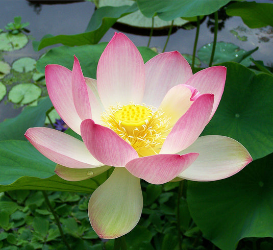 Mrs. Perry D. Slocum | Lotus | Nelumbo - Store Pickup Only