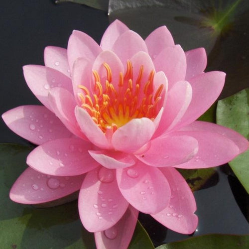 Firecrest | Nymphaea | Water Lily