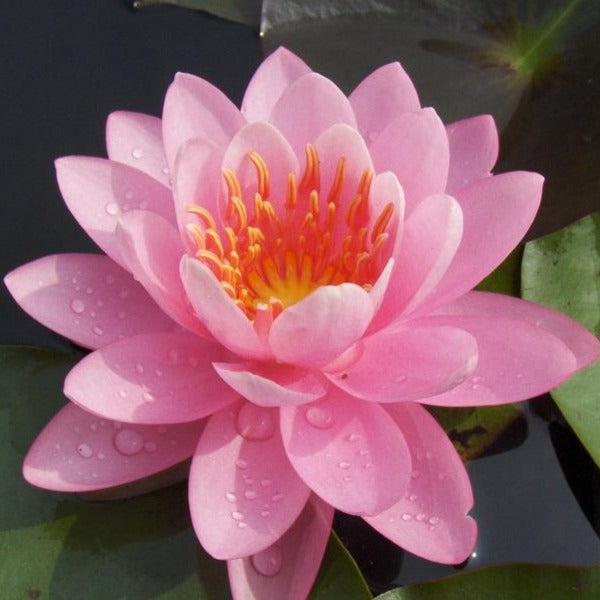 Firecrest | Nymphaea | Water Lily
