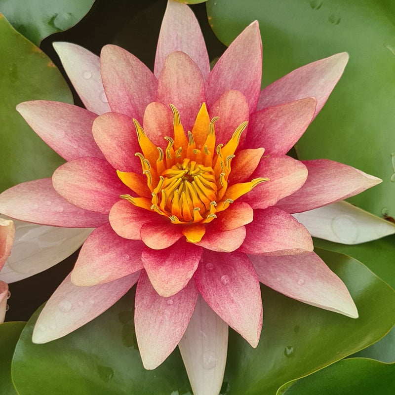 Comanche | Nymphaea | Water Lily

