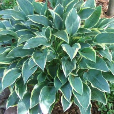 Dress Blue | Specialty Hosta 1 Gal