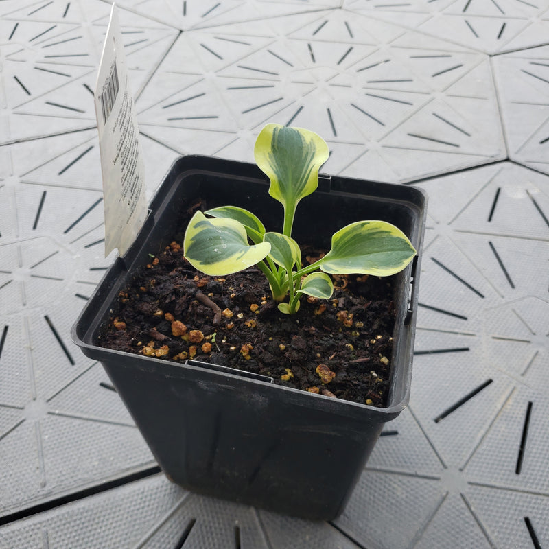 Lucky Mouse | Specialty Hosta 1 Gal
