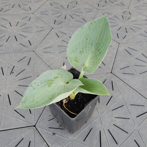 Silver Bay | Specialty Hosta