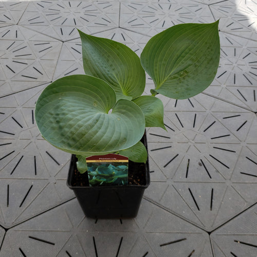 Drinking Gourd | Specialty Hosta 1 Gal