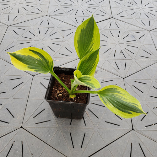 Twilight | Specialty Hosta 1 Gal