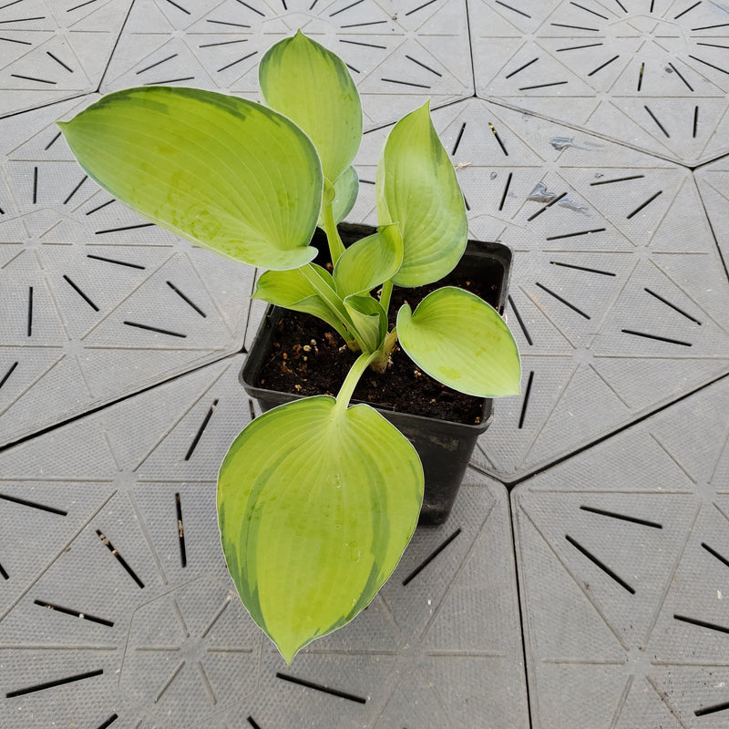 Princess Anastasia | Specialty Hosta 1 Gal
