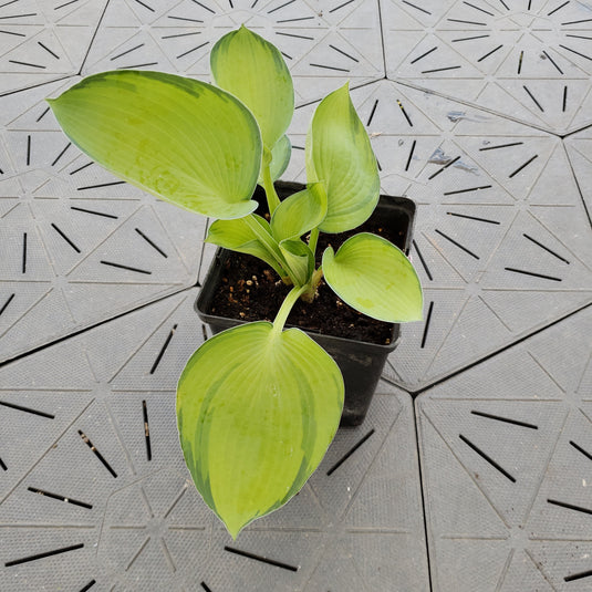 Princess Anastasia | Specialty Hosta 1 Gal