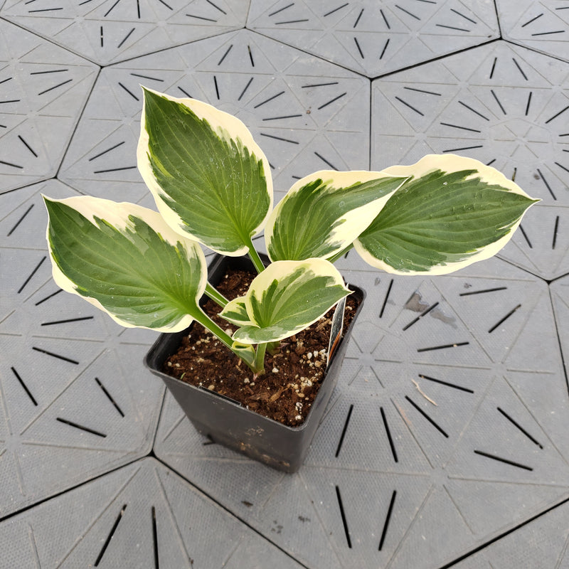 Minuteman | Specialty Hosta 1 Gal
