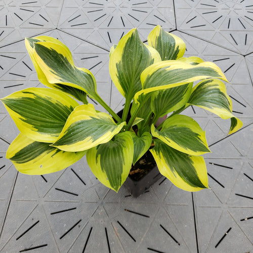 Queen Josephine | Specialty Hosta 1 Gal