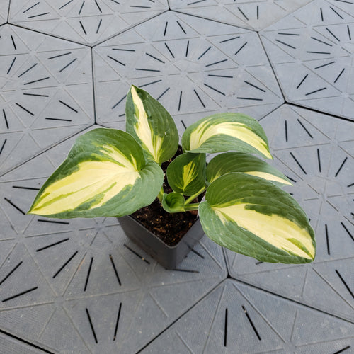 Rootin Tootin | Novelty Hosta 1 Gal