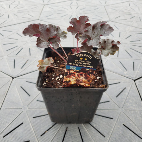 Prince of Orange | Coral Bells 1 Gal